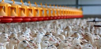 Boehringer Ingelheim a livré le vaccin, les canards sont prêts à le recevoir