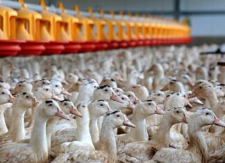 Boehringer Ingelheim a livré le vaccin, les canards sont prêts à le recevoir